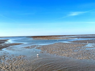 Austernmuschelbänke im Watt