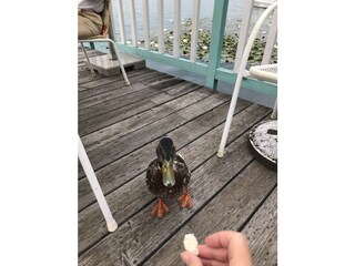 Appartamento per vacanze Krumpendorf Registrazione all'aperto 8