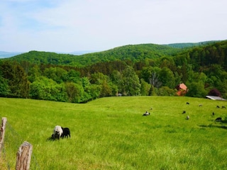 Apartment Bad Pyrmont Umgebung 27