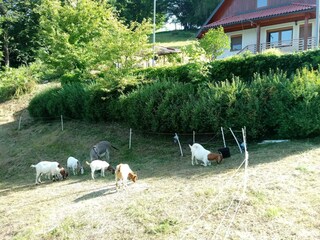 Casa de vacaciones Tolmin Grabación al aire libre 13
