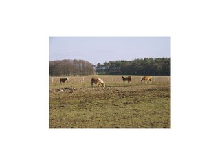 Apartamento Dubrovnik  105