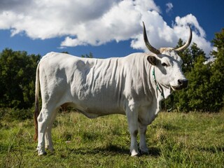 Appartement Oprtalj Enregistrement extérieur 2