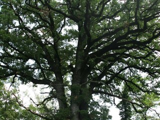 Appartement Oprtalj Enregistrement extérieur 5