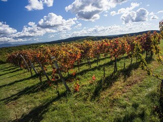 Apartamento Oprtalj Grabación al aire libre 6