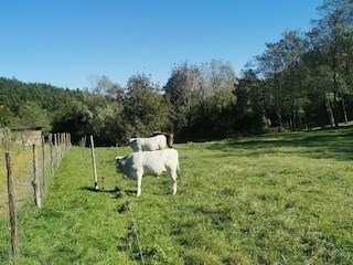 Apartamento Oprtalj Grabación al aire libre 7