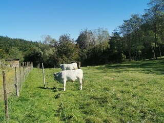 Appartement Oprtalj Enregistrement extérieur 7