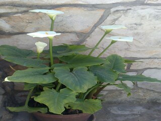 Appartement Mokošica Enregistrement extérieur 3