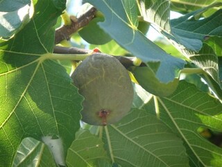 Apartment Mokošica Außenaufnahme 1