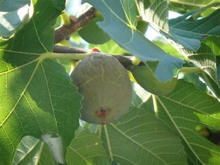 Apartment Mokošica Outdoor Recording 2
