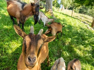 Casa per le vacanze Cerkno Registrazione all'aperto 11