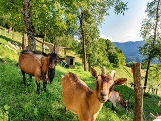 Casa per le vacanze Cerkno Registrazione all'aperto 11