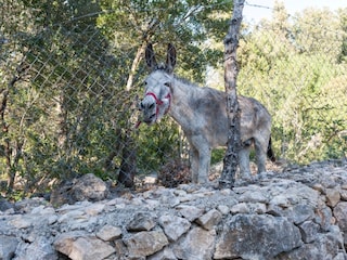Finca Campanet Environnement 23