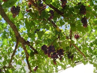 Apartamento Pakostane Grabación al aire libre 7