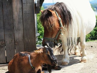 Appartement Catez ob Savi Buitenaudio-opname 8