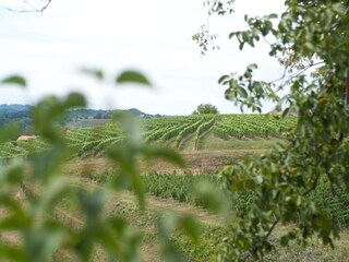 Fattoria Pišece Registrazione all'aperto 4
