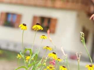 Fattoria Pišece Registrazione all'aperto 5