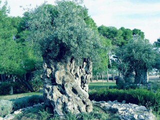 Apartamento Brodarica Grabación al aire libre 6