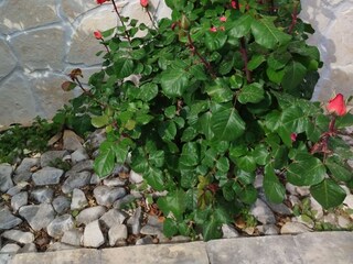 Appartamento Okrug Gornji  17