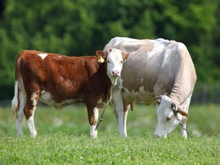 Apartment Ogulin  15