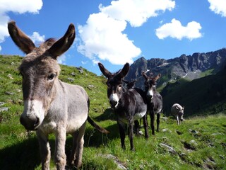 Casa per le vacanze Sautens Ambiente 22