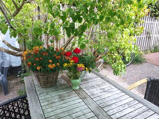 Holiday apartment Bergen (Holland) Outdoor Recording 2