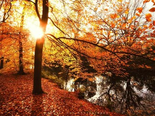 Holiday apartment Bergen (Holland) Environment 26