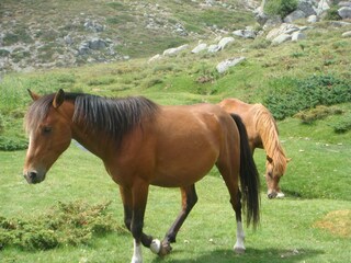 Casa per le vacanze Olmeto Ambiente 22