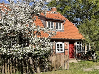Apfelblüte im Frühjahr