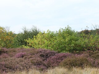 Casa per le vacanze De Koog Ambiente 17