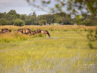 Vakantiehuis Renesse Omgeving 24
