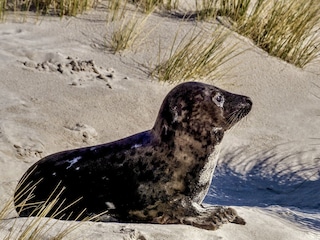 Beobachten Sie Seehunde vom Strand aus!