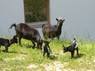 Appartamento per vacanze Völs am Schlern  13
