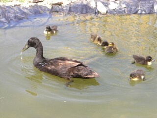 Appartamento per vacanze Völs am Schlern Registrazione all'aperto 8