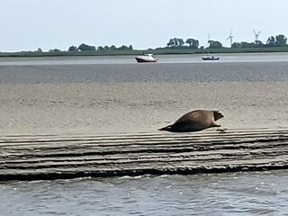 Casa de vacaciones Neuenkirchen/Niederelbe Entorno 27