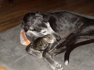 Casa de vacaciones Neuenkirchen/Niederelbe Documento 29