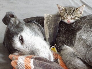 Holiday house Neuenkirchen/Niederelbe Document 28