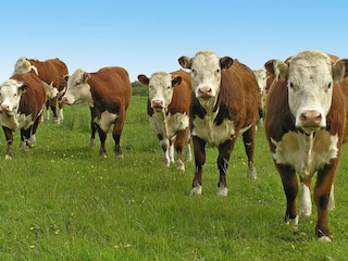 Ferienpark Grzybowo  24