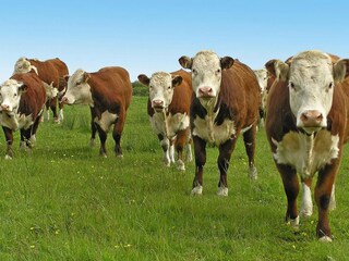 Parco vacanze Grzybowo  24