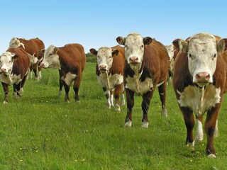 Vakantiepark Grzybowo  20