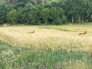 Holiday house Hunnebostrand  24