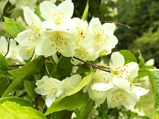 Ferienhaus Hunnebostrand Außenaufnahme 9