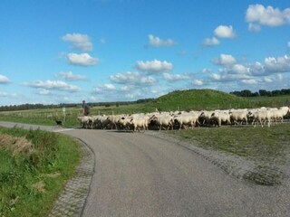 Holiday park Arnemuiden Environment 34