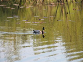 Parc de vacances Kołczewo Environnement 18