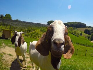 Appartamento per vacanze St. Stefan im Rosental Ambiente 15