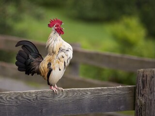 Appartamento per vacanze St. Stefan im Rosental Ambiente 18