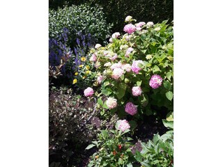 Blumenpracht im Sommer