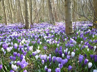 Bungalow Den Burg Ambiente 23