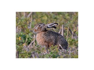 Bungalow Den Burg Ambiente 26