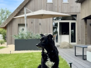 ...auf Wunsch auch gerne mit Ihren Vierbeinern