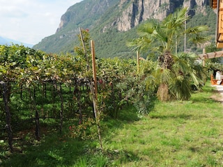 Wohnbereich und Weinberge sind nahe aneinander.